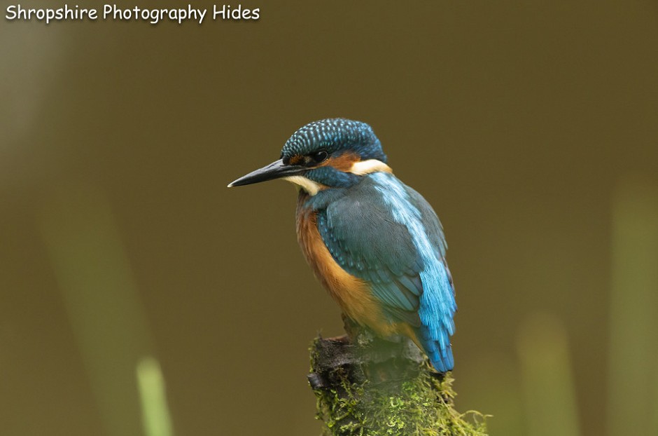 KINGFISHER HIDE BACK OPEN FROM 1ST JULY 2019.